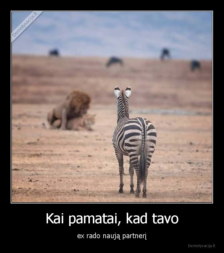 ex,gyvunai,zebras,liutas