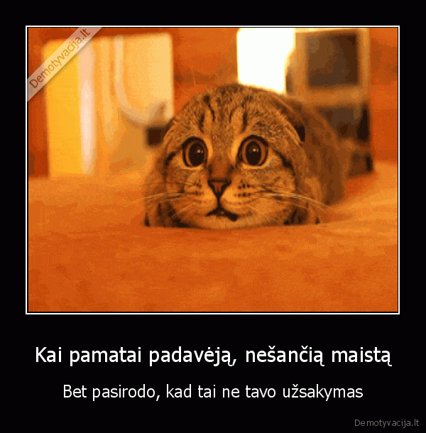 juokingas, katinas,mielas, kaciukas