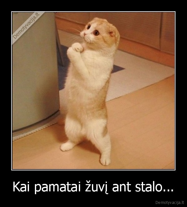 Kai pamatai žuvį ant stalo...