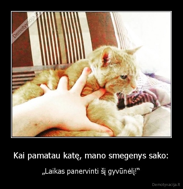 kates, nervinimas,piktas, katinas