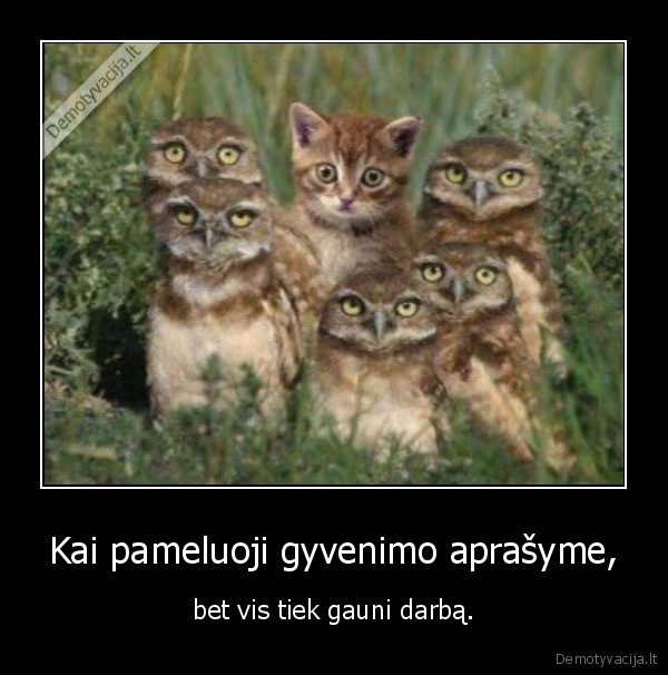 darbas,aprasymas,kate,kaciukas,peleda