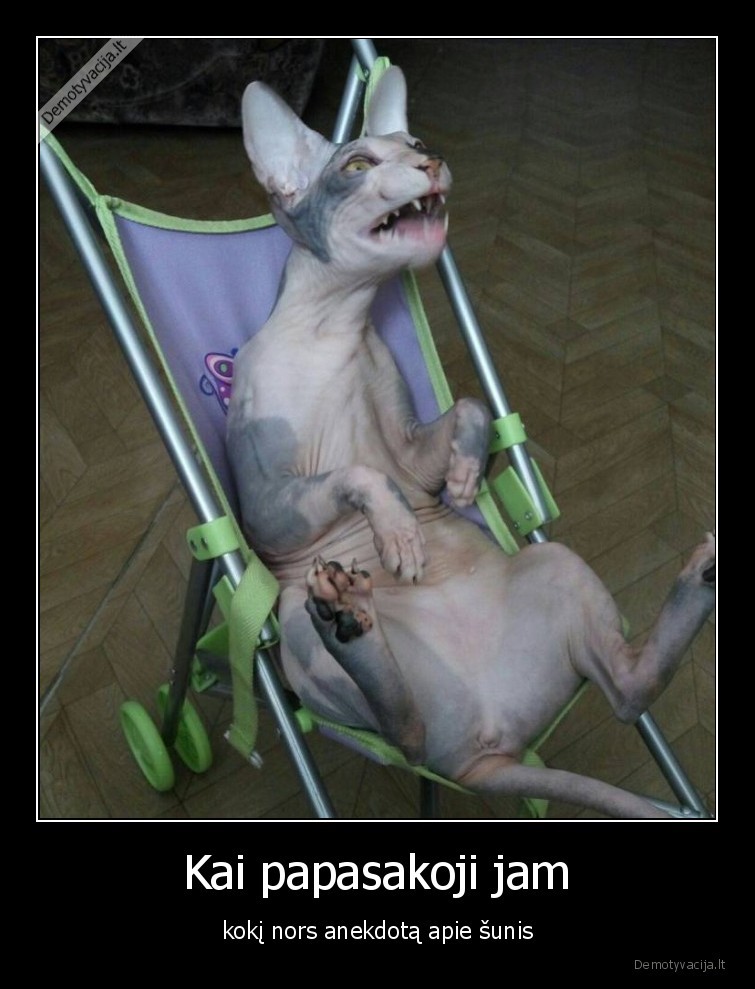 katinas,sunys,anekdotas,juokinga