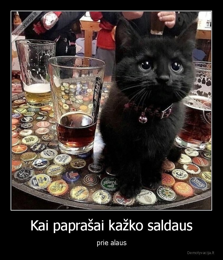 katinas,alus,baras,kaciukas