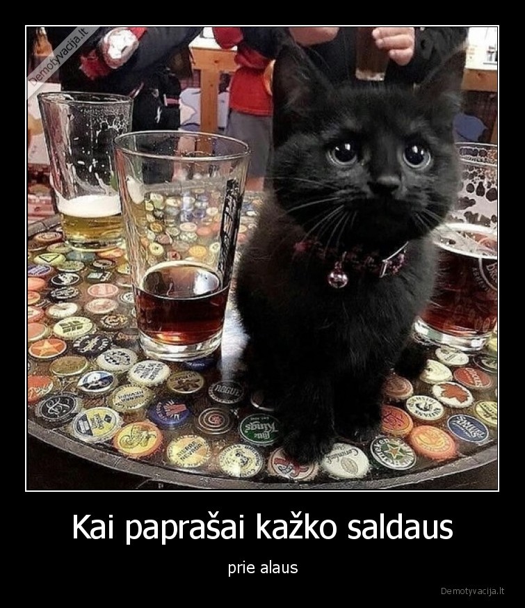 katinas,alus,baras,kaciukas