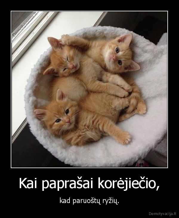 mieli, kaciukai,ryziai,ryzi, kaciukai