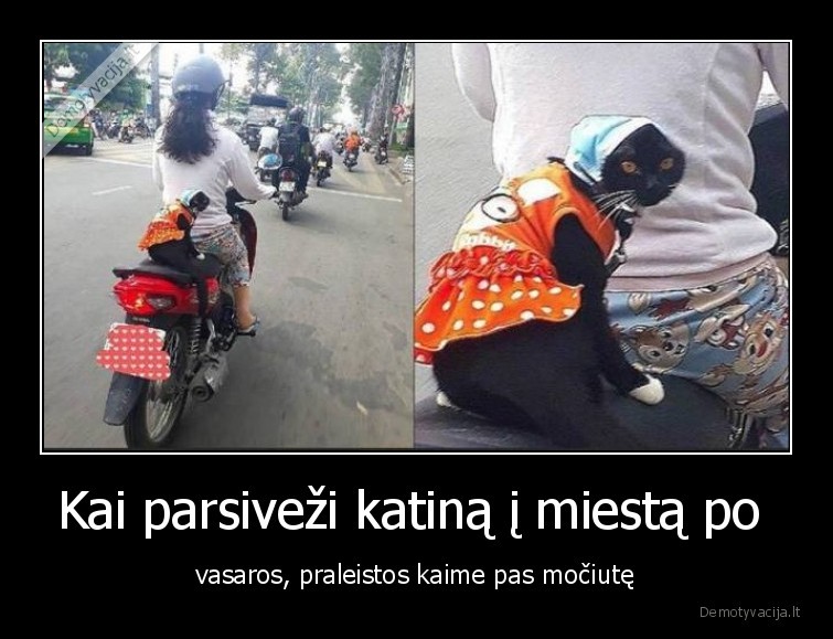 mociute,katinas,augintiniai,gyvunai