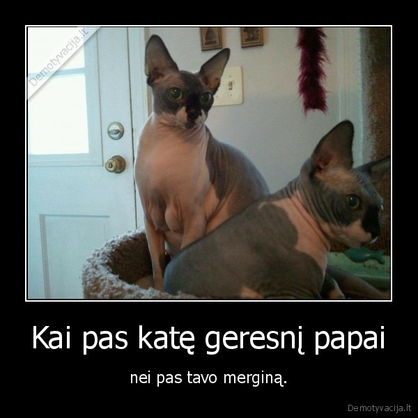 kate,katinas,papai,mergina