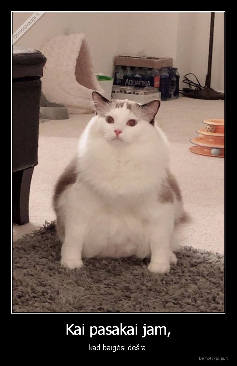 katinas,maistas,baigesi,reakcija