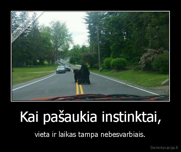 instinktai,seksas,lokys,meska