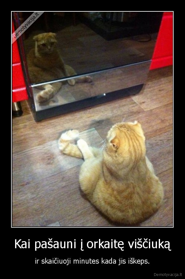 kate,katinas,visciukas,orkaite