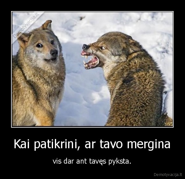 vilkai,piktas, vilkas,pikta, mergina