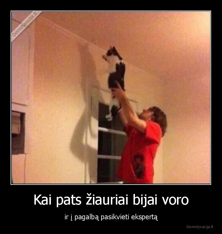vorai,katinas,baime,ekspertas