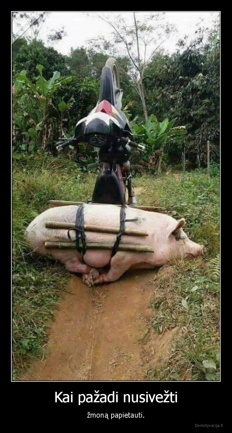 kiaule,zmona,motociklas