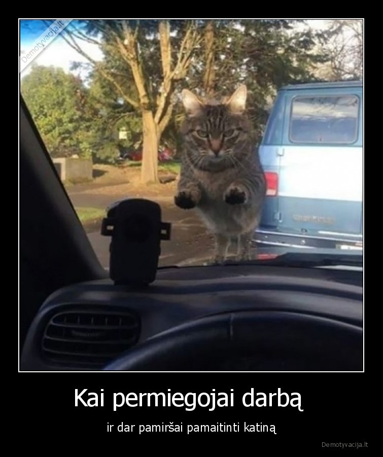 katinas,maistas,darbas