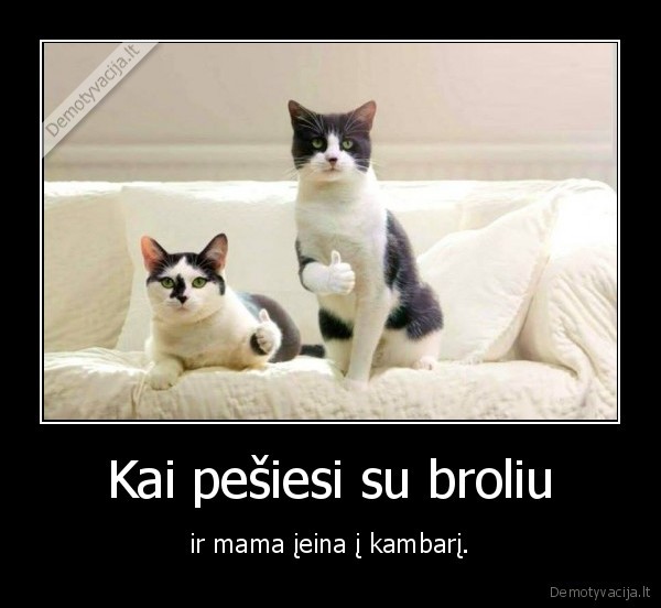 brolis,kate,katinas,pestynes