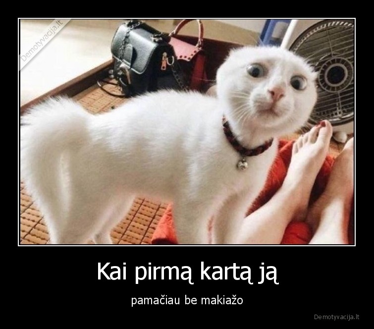 merginos,be, makiazo,katinai,kates,augintiniai