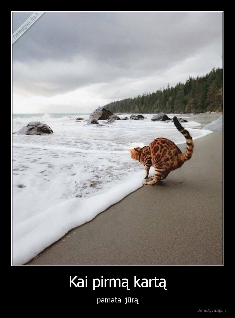 jura,katinas,katinai,kates,gyvunai,pirmas, kartas