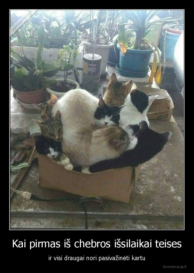 teises,katinai,deze,masina