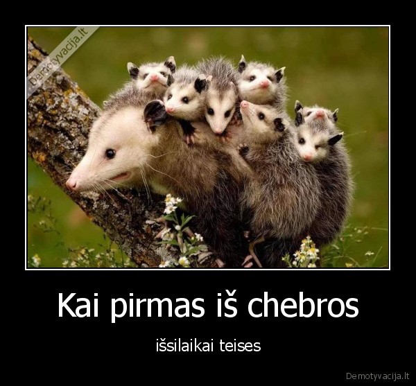 oposumai,chebra,teises,vairuotojas,automobilis