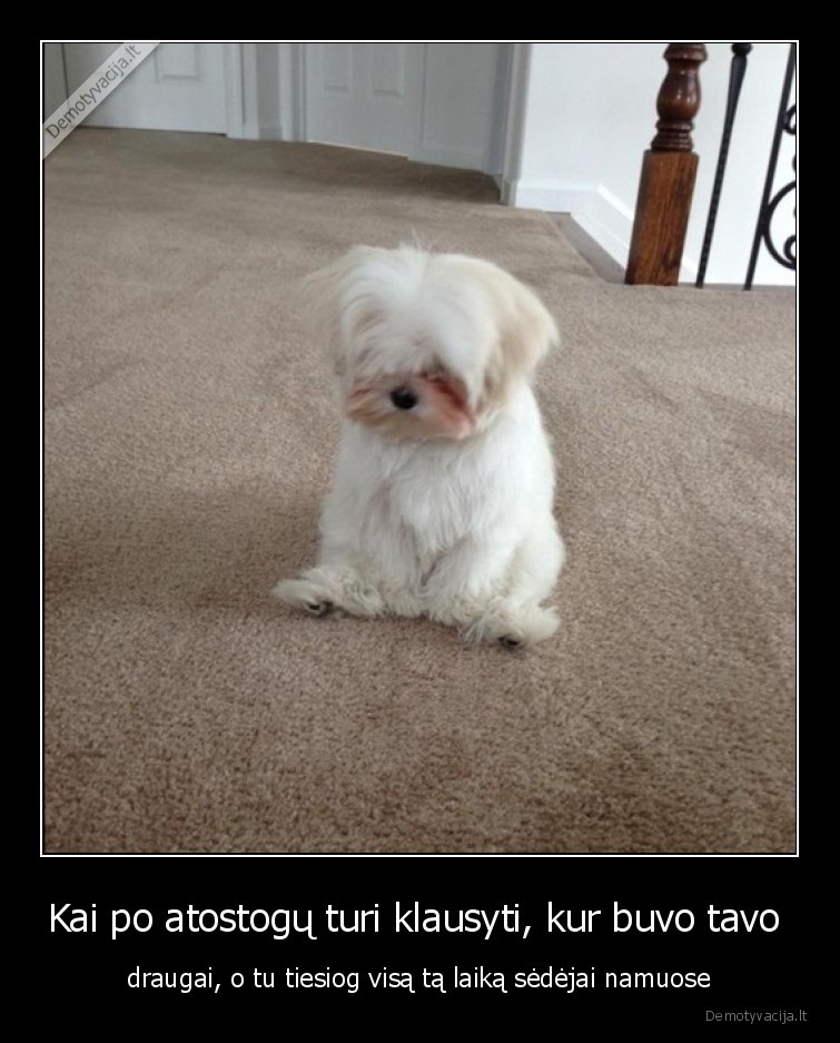 suo,atostogos,liudna