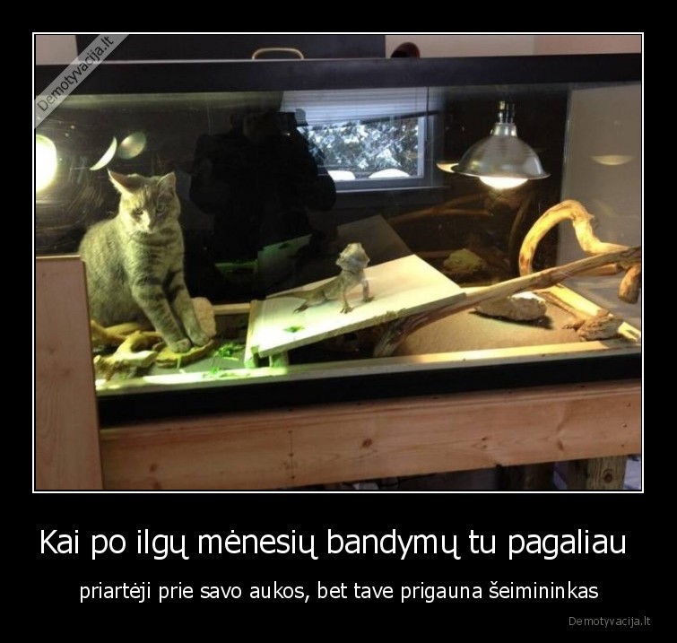 katinas,auka,prigavo