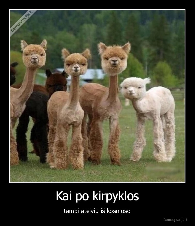 lama,kosmosas,kirpykla,sukuosena