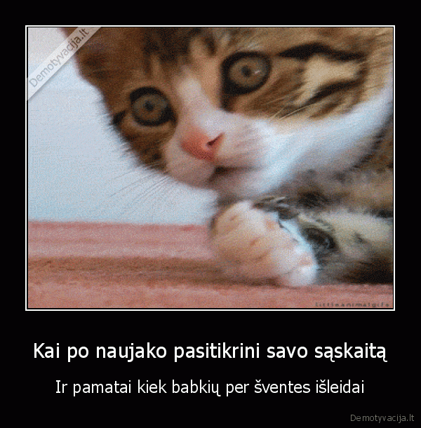 pinigai,katiniukas,islaidos