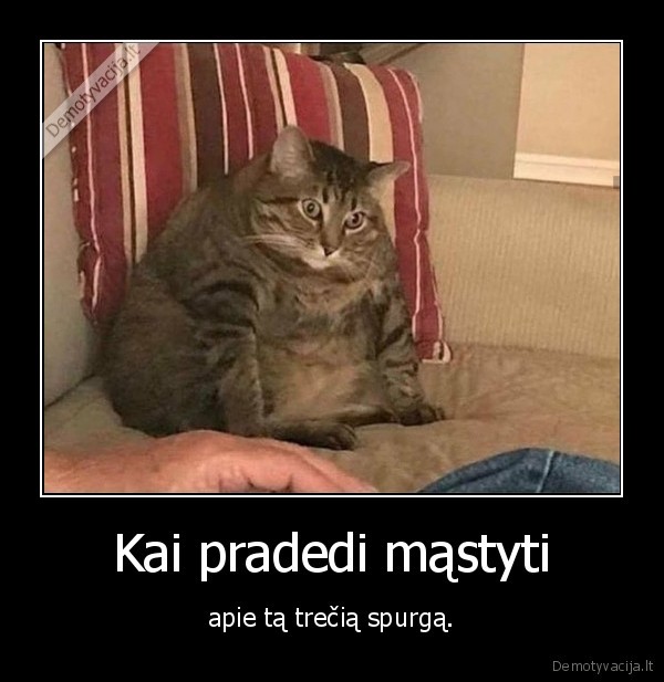 kate,katinas,spurga,storas