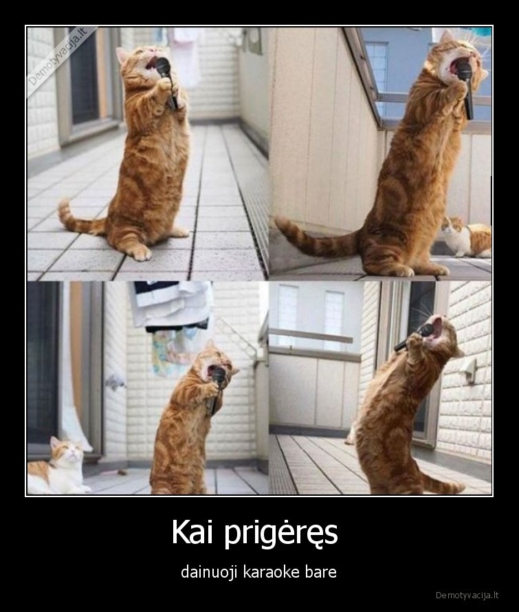 karaoke,katinas,dainuoja,dainuoti, bare,karaoke, baras