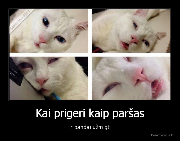 parsas,miegas,alkoholis,kai, prigeri,katinai,kates