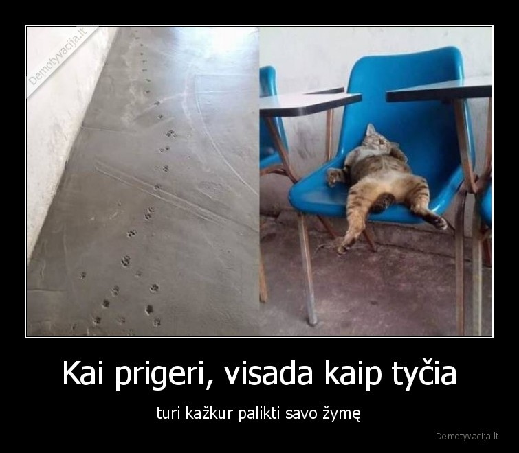 katinai,augintiniai,kates,fail,pedos,alkoholis,kai, prigeri,paliko, zyme