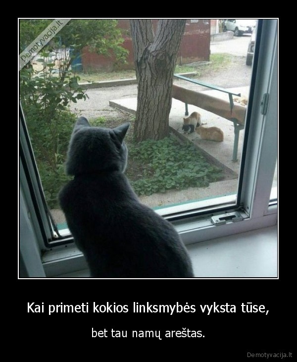 tusas,kate,katinas,linksmybes