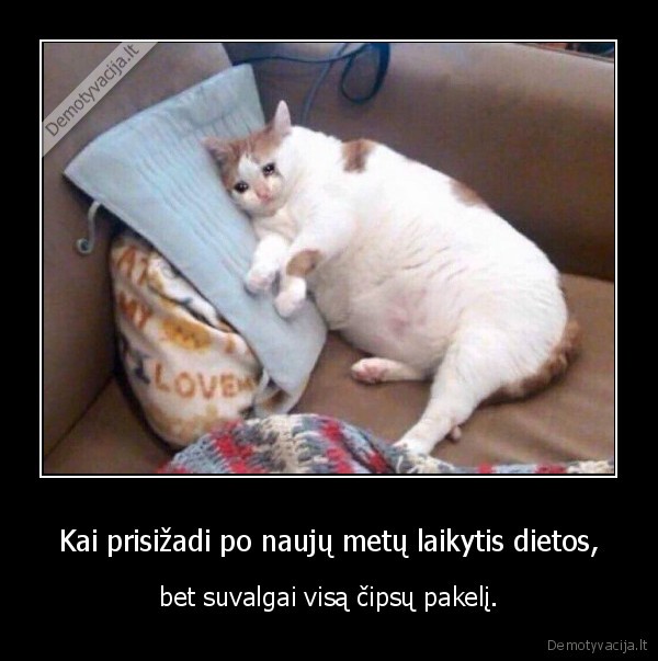 nauji, metai,dieta,cipsai,pakelis,katinas,storas, katinas