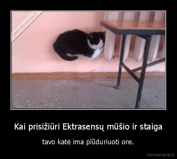 ekstrasensu, musis,kate,katinas,oras