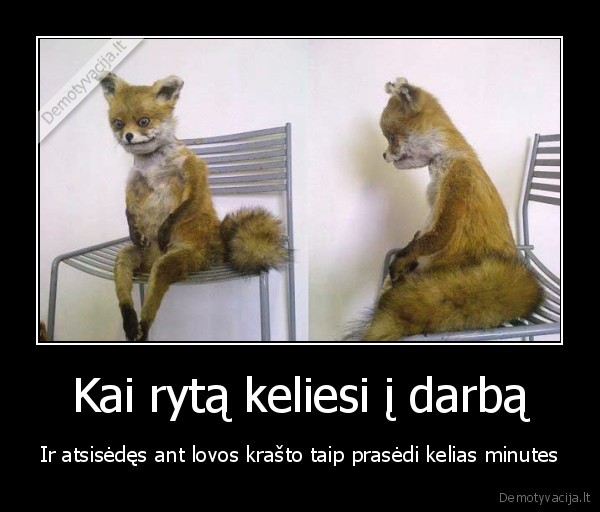 sunkus, rytas,keliasi, i, darba,darbas