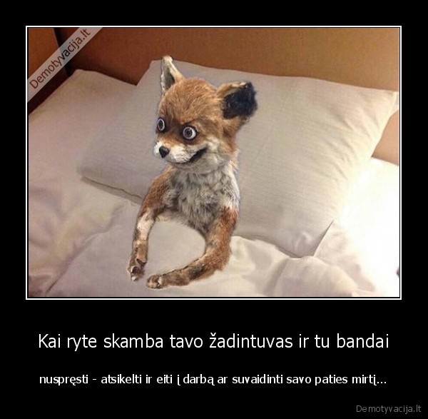 dilema,sunkus, rytas