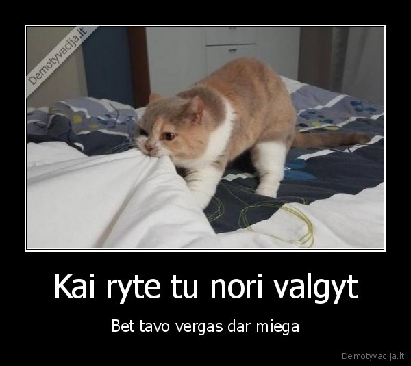 piktas, katinas,alkanas, katinas