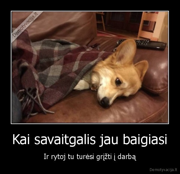 sunkus, gyvenimas,liudnas, suniukas