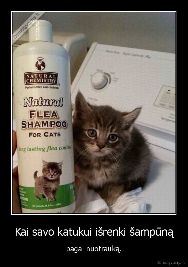 katinas,kate,sampunas