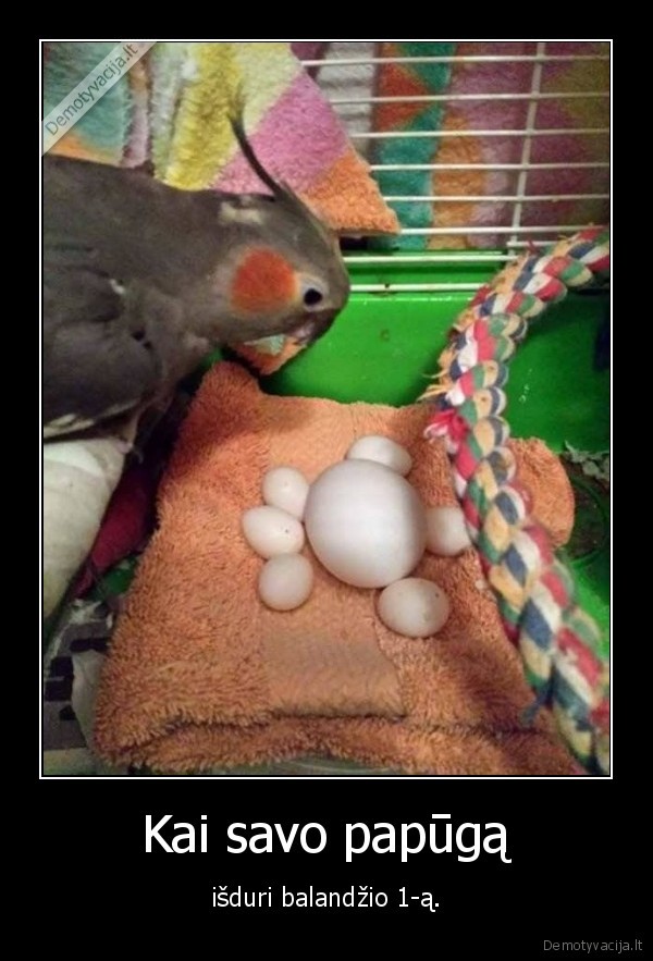 papuga,kiausinis,isdurke