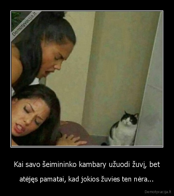 katinas,putes, kvepia,silke