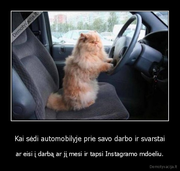 automobilis,kate,katinas,darbas,instagramas