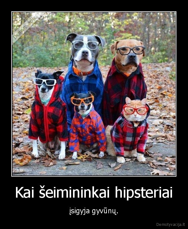 hipsteriai,gyvunai,kate,suo