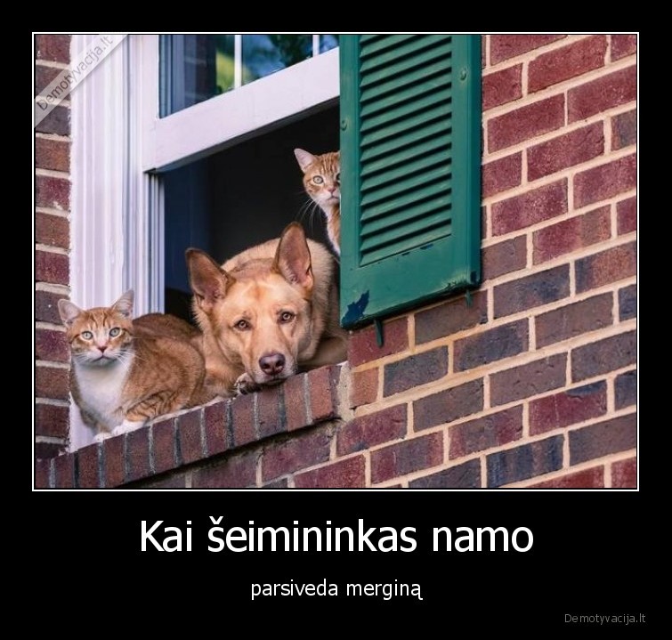 seimininkas,mergina,sunys,kates,gyvunai