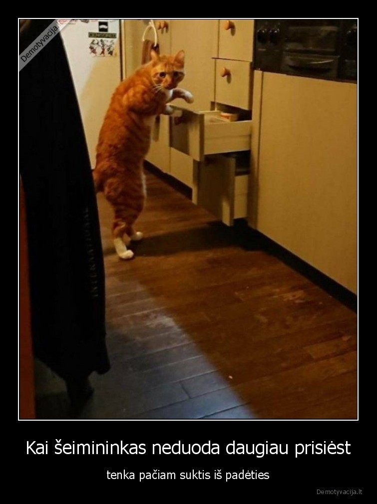 suktis, is, padeties,edalas,katinas,seimininkas