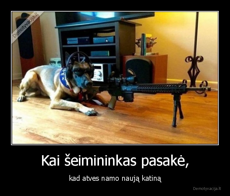 katinas,seimininkas,snaiperis,suo
