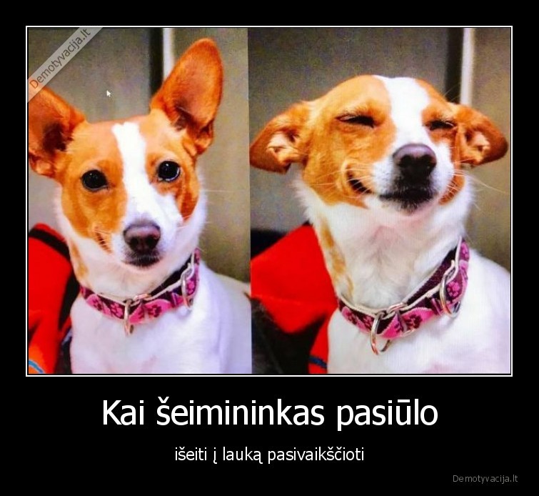 seimininkas,augintiniai,sunys,pasivaiksciojimai