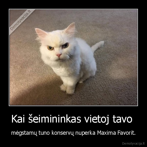 kate,katinas,konservai