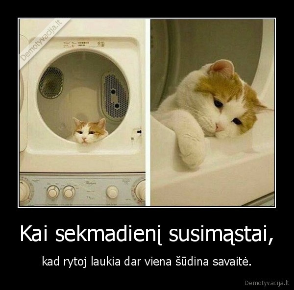 sekmadienis,kate,katinas,savaite