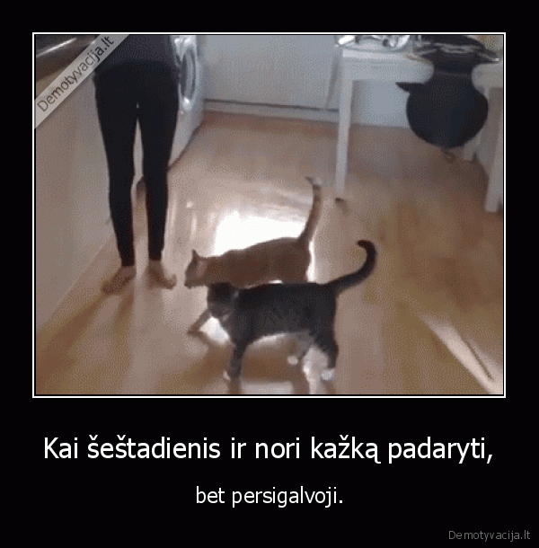 sestadienis,kate,katinas